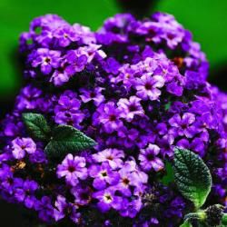 LOVE IN IDLENESS Perfume LOVE IN IDLENESS by Atkinsons Feeling